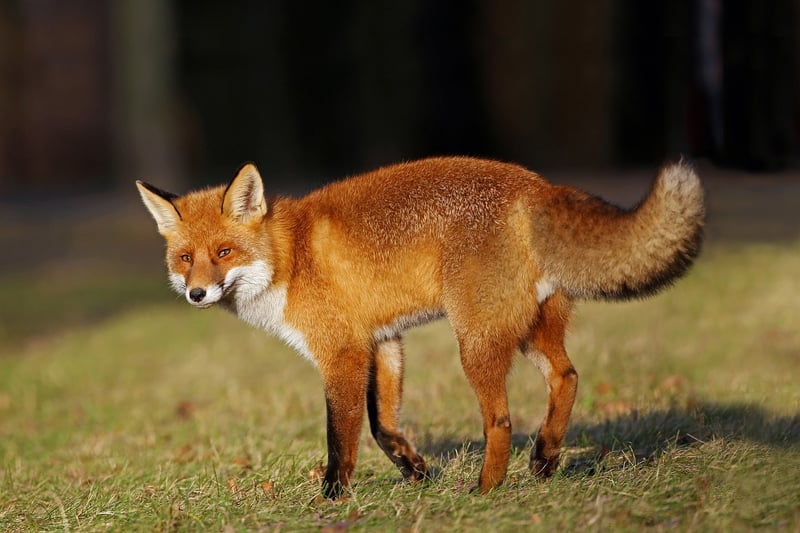 Kitsune